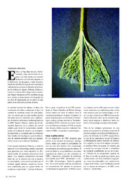 Cannabis_Alicia de Lara y Belén Pardos.pdf.jpg