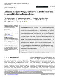 Adhesion molecule Amigo2 is involved in the fasciculation.pdf.jpg