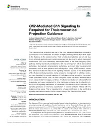 Gli2-Mediated Shh Signaling Is Required for Thalamocortical Projection Guidance.pdf.jpg