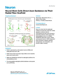 Neural Stem Cells Direct Axon Guidance via Their Radial Fiber Scaffold.pdf.jpg