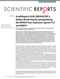 2019 HEN4 flowering FLC MAF4.pdf.jpg