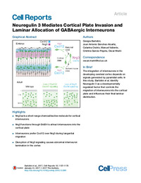 Neuregulin 3 Mediates Cortical Plate Invasion and Laminar Allocation of GABAergic Interneurons.pdf.jpg