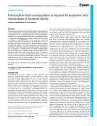 Transcription factor autoregulation is required for acquisition and.pdf.jpg