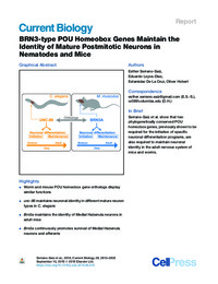 BRN3-type POU Homeobox Genes Maintain the.pdf.jpg