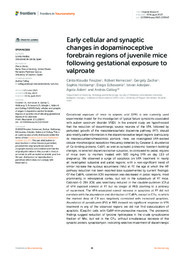 Early cellular and synaptic changes in dopaminoceptive forebrain regions of juvenile mice following gestational exposure to valproate.pdf.jpg