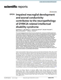 Impaired macroglial development and axonal conductivity contributes to the neuropathology of DYRK1A-related intellectual disability syndrome.pdf.jpg