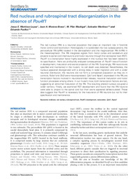 Red nucleus and rubrospinal tract disorganization in the absence of Pou4f1.pdf.jpg