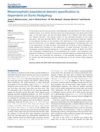 Mesencephalic basolateral domain specification is dependent on Sonic Hedgehog.pdf.jpg