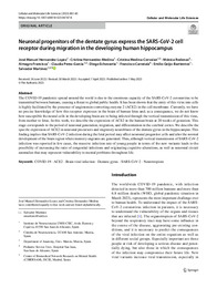 Neuronal progenitors of the dentate gyrus express the SARS‐CoV‐2 cell.pdf.jpg