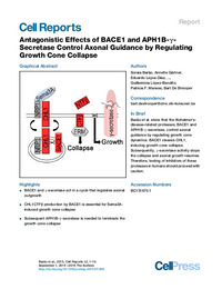 Antagonistic Effects of BACE1 and APH1B-gSecretase Control Axonal Guidance by Regulating Growth Cone Collapse.pdf.jpg