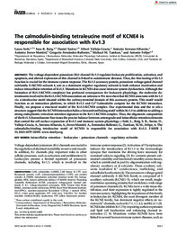 The FASEB Journal - 2019 - Solé - The calmodulin‐binding tetraleucine motif of KCNE4 is responsible for association with.pdf.jpg