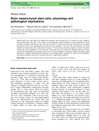 Brain mesenchymal stem cells physiology and.pdf.jpg