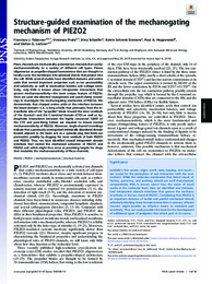 Structure-guided examination of the mechanogating mechanism of PIEZO2.pdf.jpg