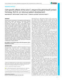 Cell-specific effects of the sole C. elegans DaughterlessE protein homolog, HLH-2, on nervous system development.pdf.jpg