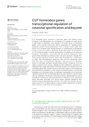 CUT homeobox genes transcriptional regulation of neuronal specification and beyond.pdf.jpg