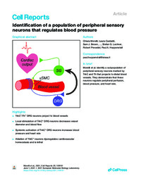 Identification of a population of peripheral sensory.pdf.jpg