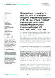 Umbilical cord mesenchymal stromal cells transplantation delays the onset of hyperglycemia in the RIP-B7.1 mouse.pdf.jpg